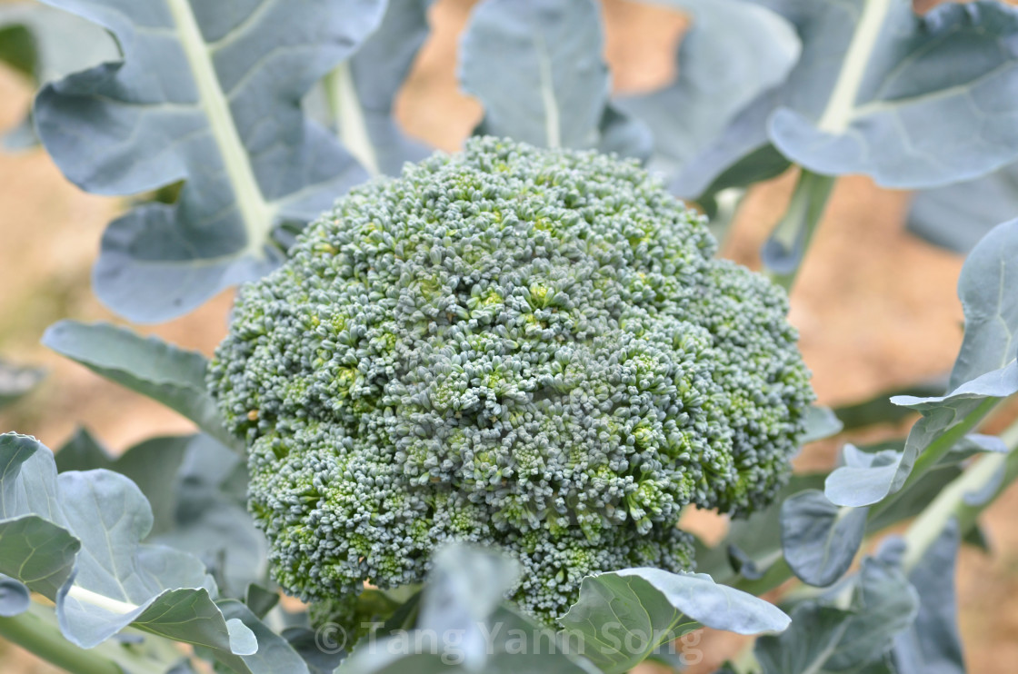 Raw Broccoli In The Farm License Download Or Print For 4 99 Photos Picfair