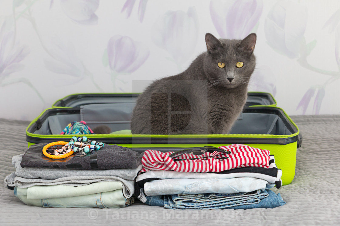 Cat In A Suitcase License Download Or Print For 6 00 Photos