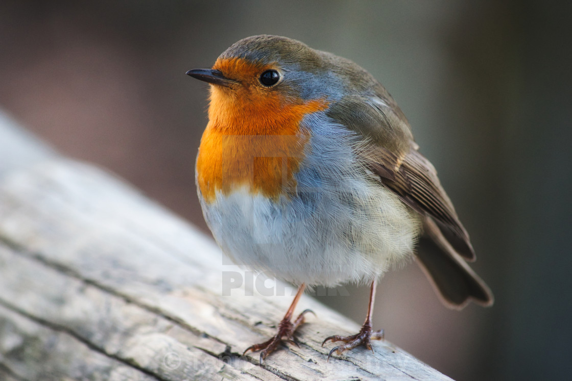 "Close-up portrait of a beautiful robin with red breast perched on a branch" by Tennessee Witney - £4.91 "Close-up portrait of a beautiful robin with red breast perched on a branch" stock image