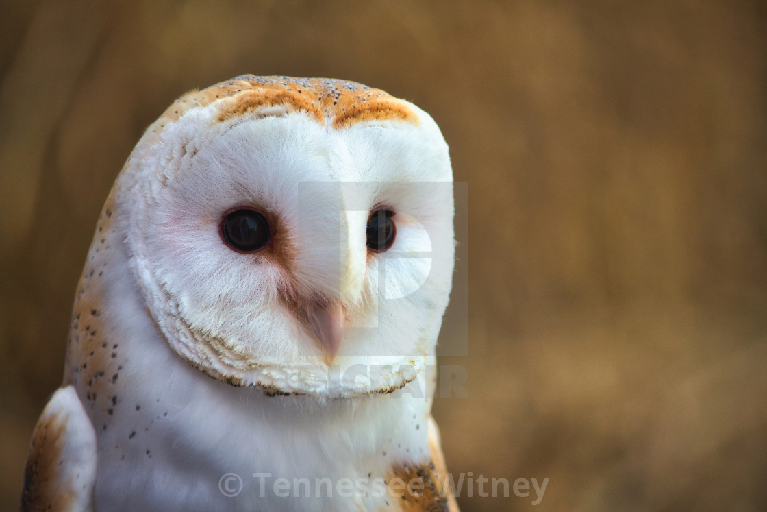 "Closeup portrait of a barn owl (Tyto alba) with a blurred background in a forest" by Tennessee Witney - £4.91 "Closeup portrait of a barn owl (Tyto alba) with a blurred background in a forest" stock image
