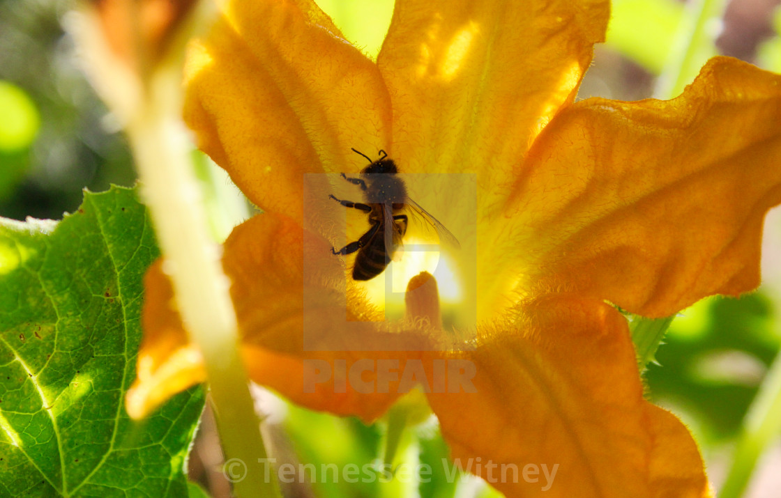 "Bee collecting pollen from a big yellow flower silhouetted by the glow of the..." by Tennessee Witney - £4.91 "Bee collecting pollen from a big yellow flower silhouetted by the glow of the..." stock image
