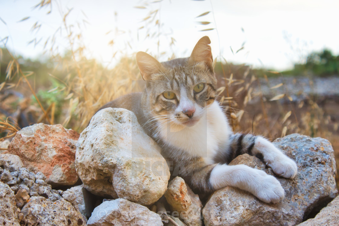 Cute Tabby Cat Looking At The Camera Resting On Rocks In The