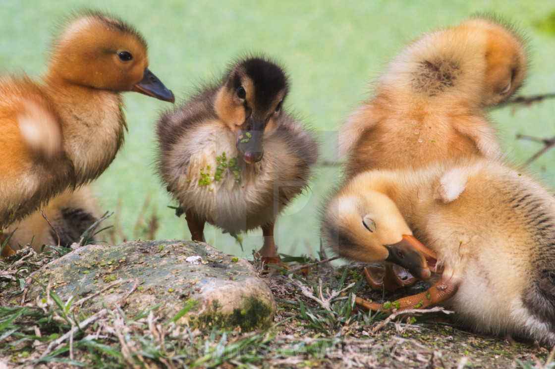 "Group of baby ducklings on the shore of a lake in the forest cleaning themselves" by Tennessee Witney - £4.91 "Group of baby ducklings on the shore of a lake in the forest cleaning themselves" stock image