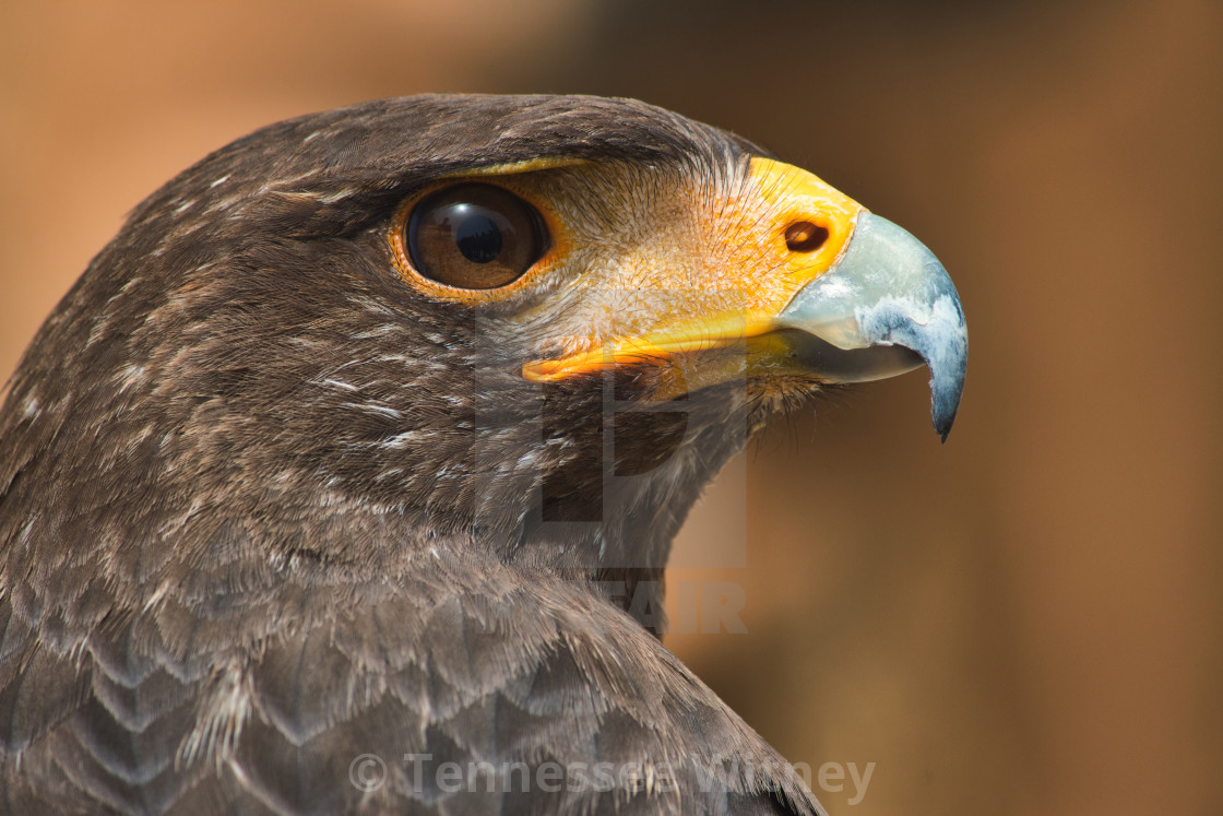 "Close-up portrait of a Golden Eagle isolated against a blurry background" by Tennessee Witney - £4.91 "Close-up portrait of a Golden Eagle isolated against a blurry background" stock image