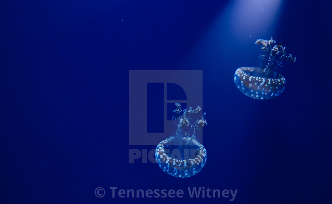 "A pair of white spotted jellyfish floating in blue water with a spotlight..." by Tennessee Witney - £4.91 "A pair of white spotted jellyfish floating in blue water with a spotlight..." stock image