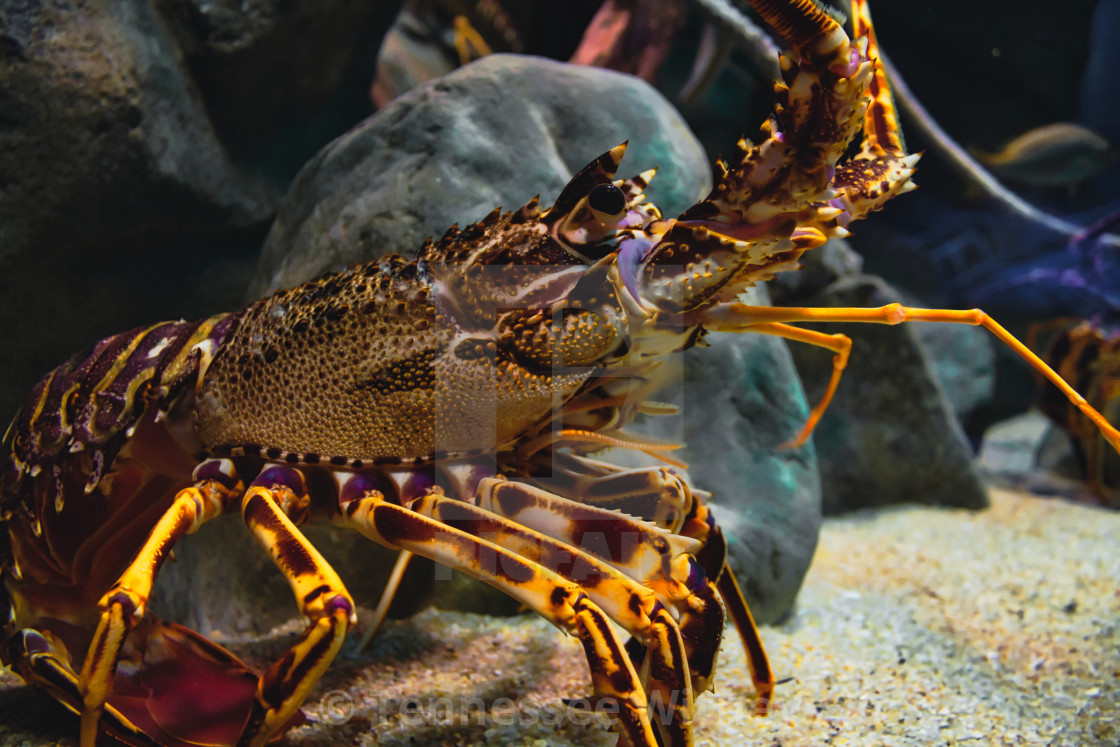 "Closeup portrait of a European spiny lobster in a tank in an aquarium" by Tennessee Witney - £4.91 "Closeup portrait of a European spiny lobster in a tank in an aquarium" stock image