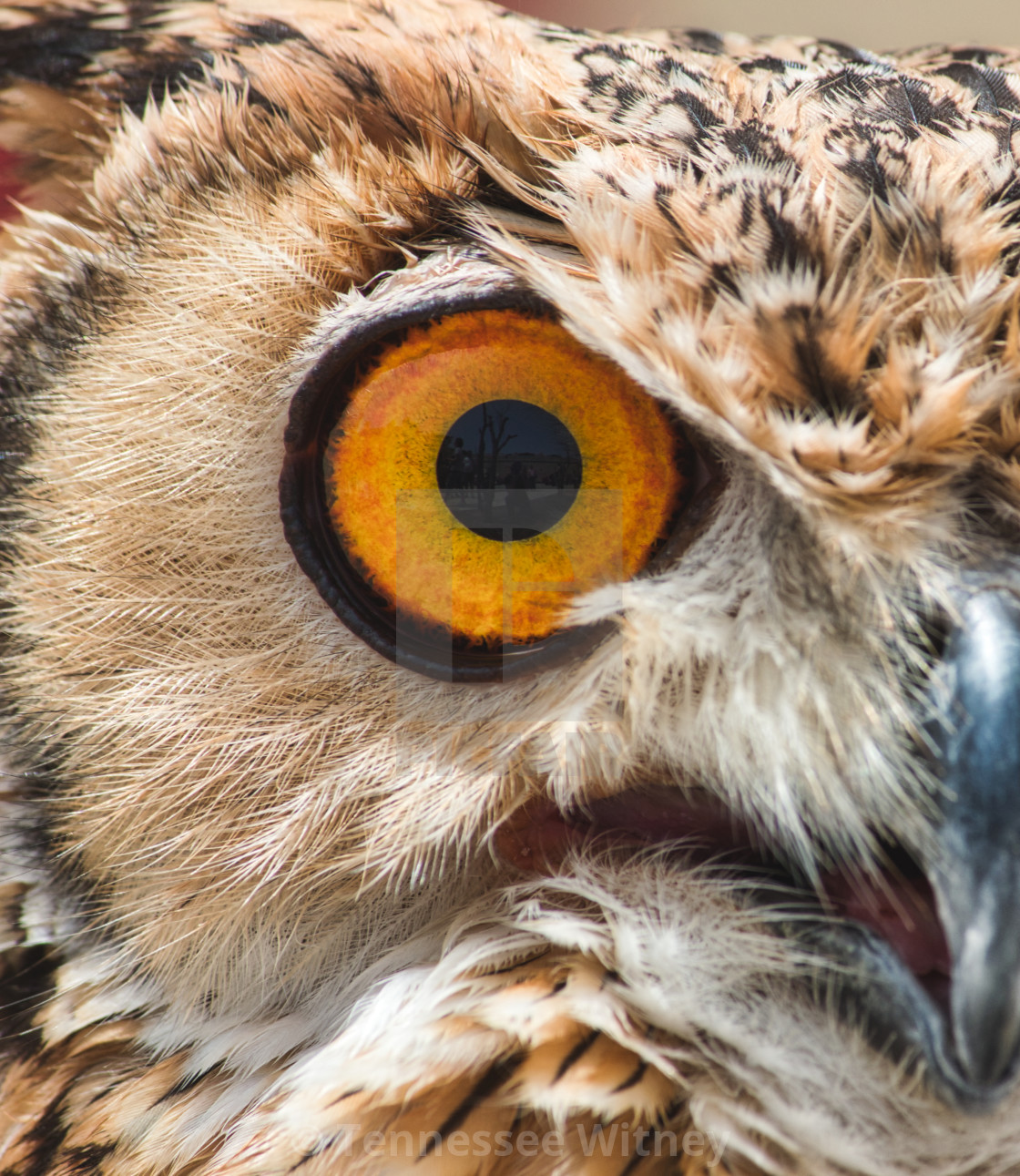 "Close-up of the big orange eye of an Eurasian / European eagle-owl" by Tennessee Witney - £4.91 "Close-up of the big orange eye of an Eurasian / European eagle-owl" stock image