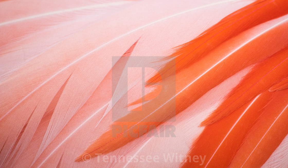 "Beautiful close-up of pink and orange flamingo feathers forming a full-frame..." by Tennessee Witney - £4.91 "Beautiful close-up of pink and orange flamingo feathers forming a full-frame..." stock image