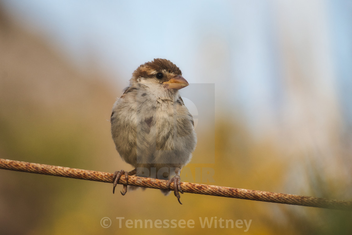 "Sparrow perched on a wire in the countryside with a blurred background" by Tennessee Witney - £4.91 "Sparrow perched on a wire in the countryside with a blurred background" stock image