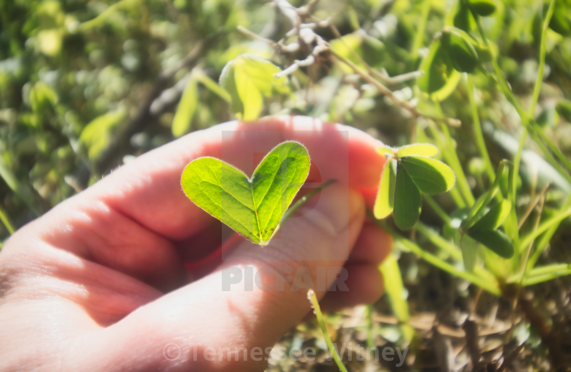 "Close up of a hand holding a green heart-shaped leaf in a bright sunny meadow" by Tennessee Witney - £7.25 "Close up of a hand holding a green heart-shaped leaf in a bright sunny meadow" stock image