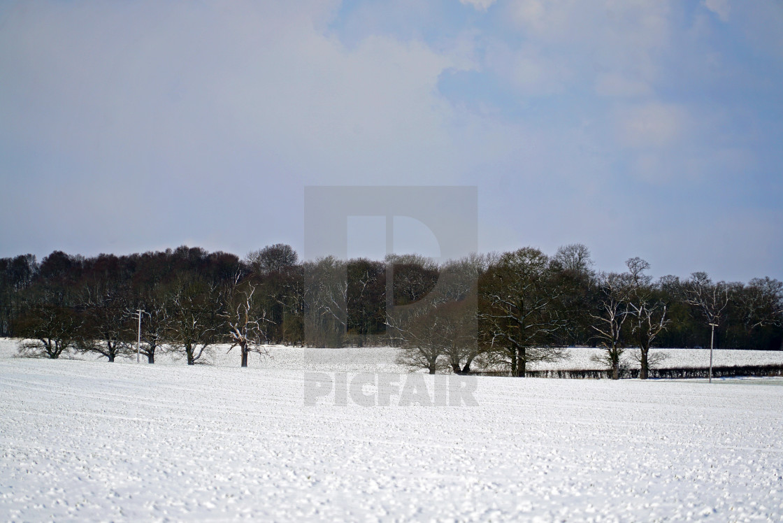 "Trees on a wintered field in Essex" stock image