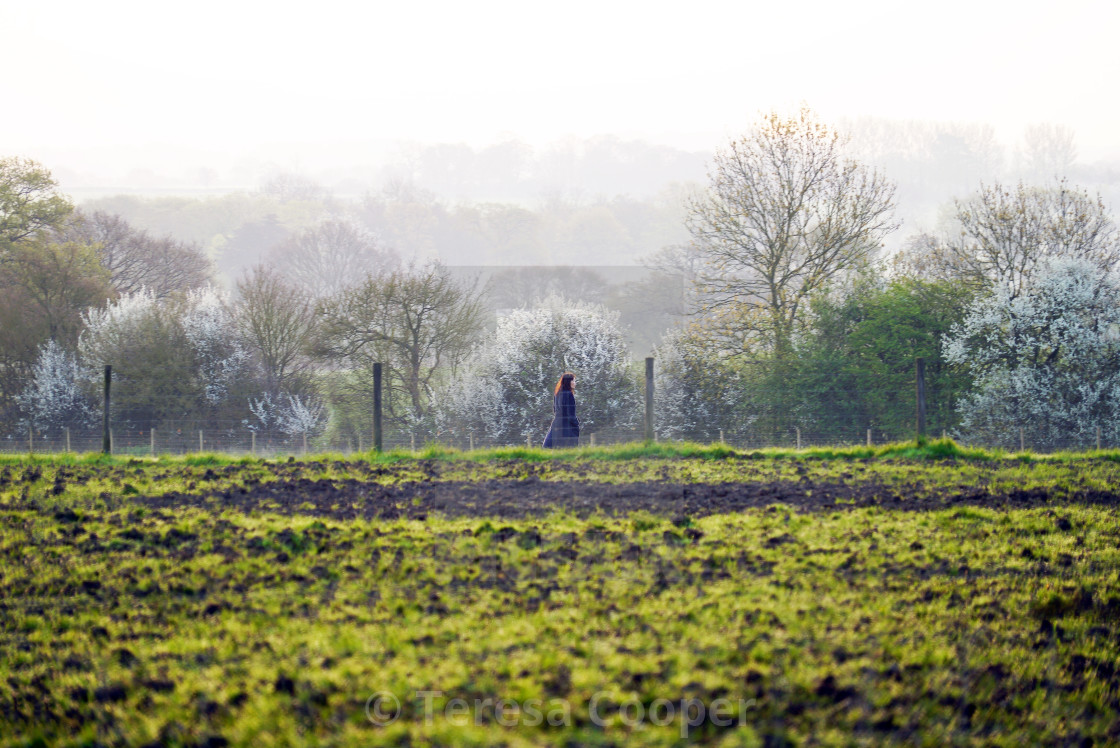 "A young woman takes an early morning walk across the fields" stock image