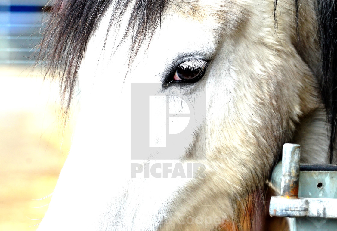 "The eye of horse paints a thousand words" stock image