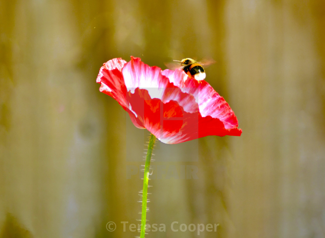 "The bee and the poppy" stock image