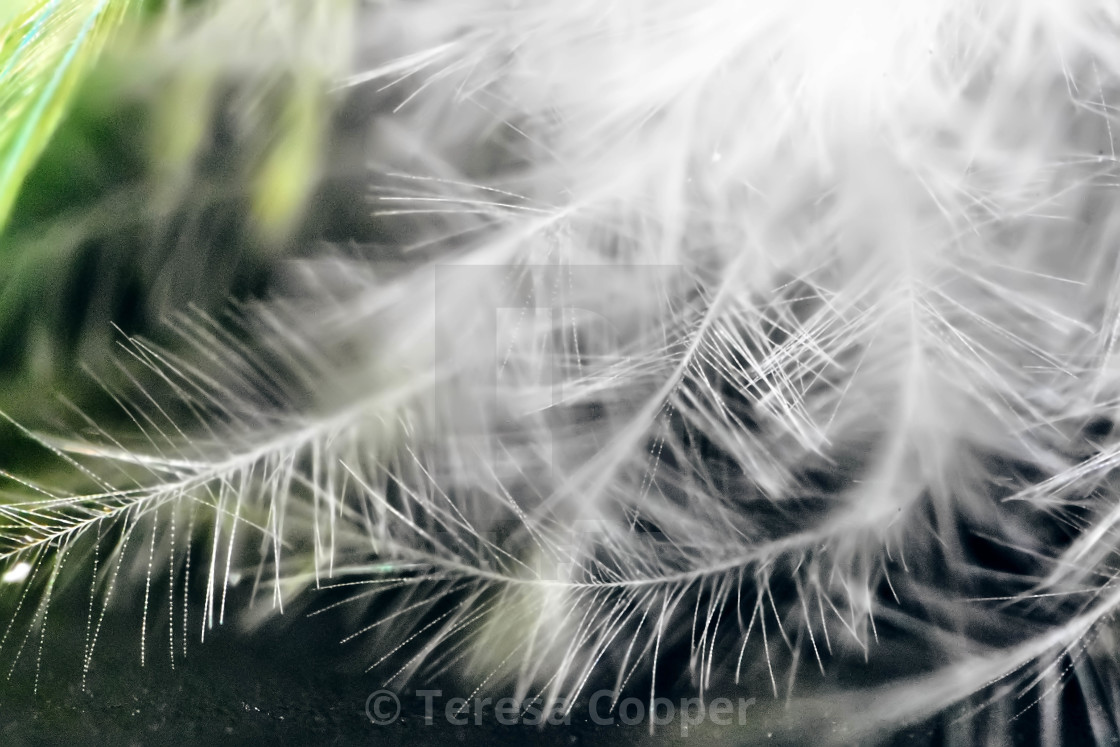 "Macro of a birds feather" stock image