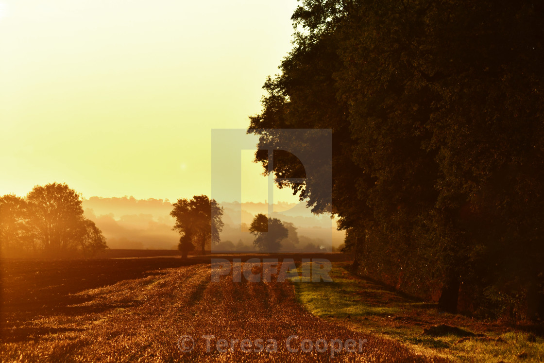 "A golden morning in the countryside" stock image