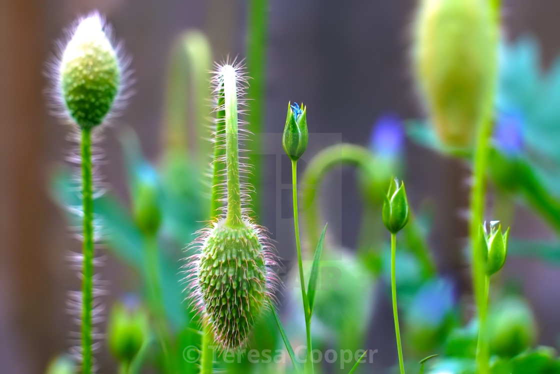 "Poppy heads and wild flowers" stock image