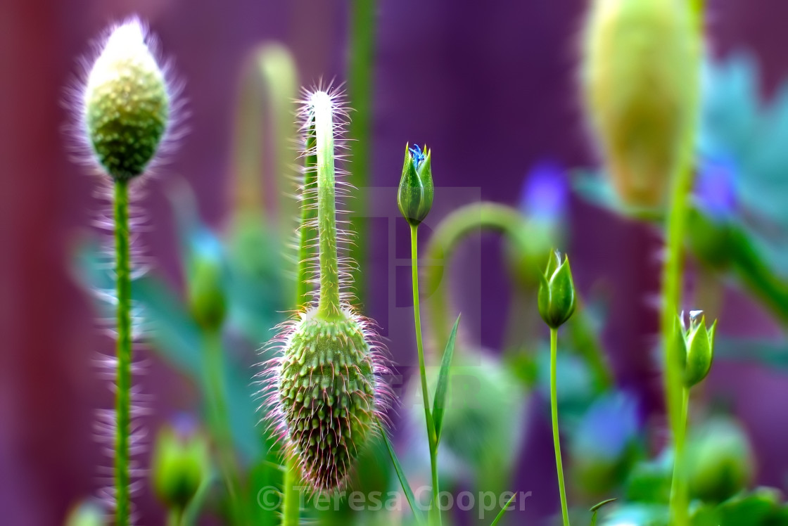 "Poppy and wildflowers" stock image