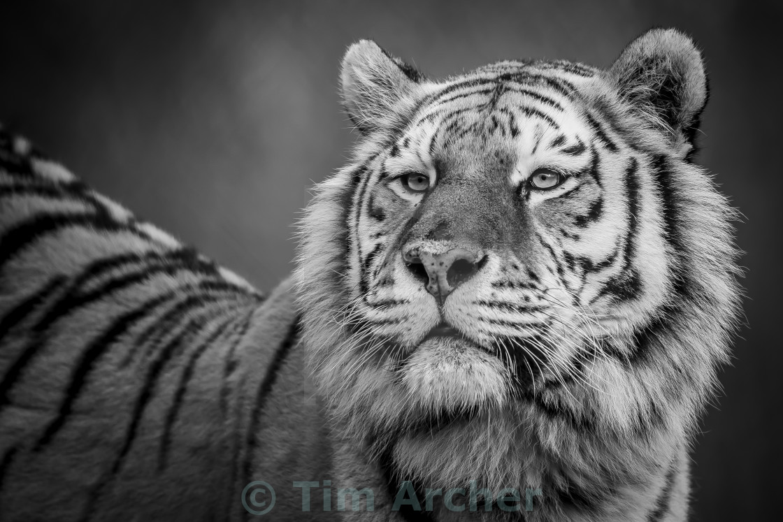 Tiger Black And White Hi Res License Download Or Print For 3 72 Photos Picfair Tiger high quality wallpapers download free for pc, only high definition wallpapers and pictures. https www picfair com pics 03706982 tiger black and white hi res