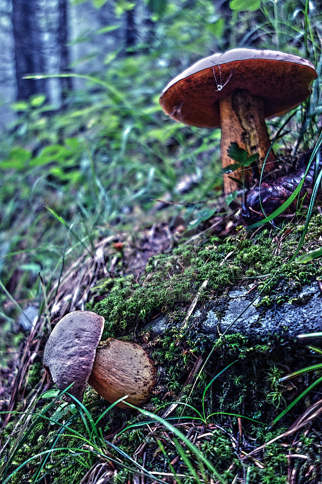 "Wild mushrooms" stock image