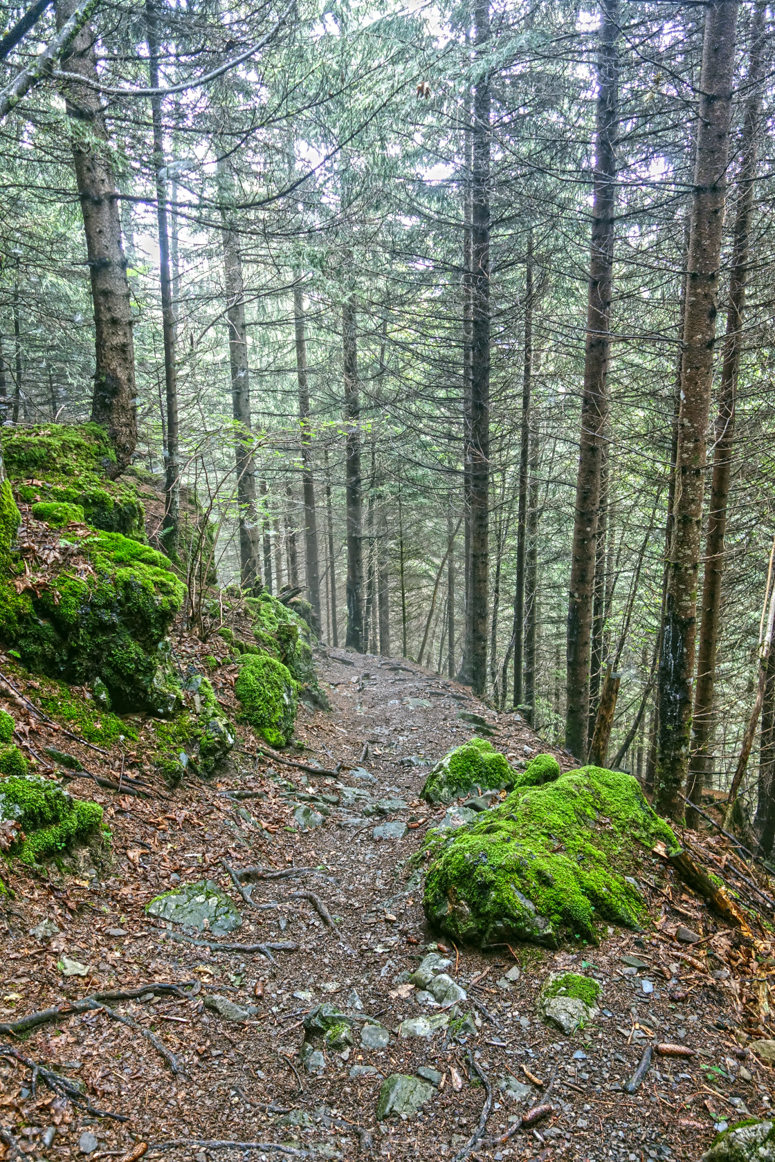 "A woodland walk" stock image