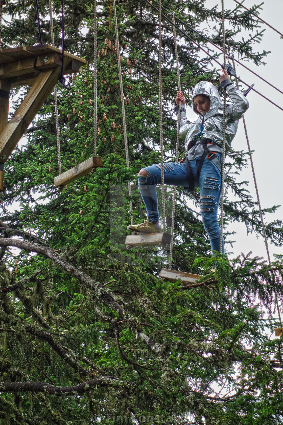 "Striding through the trees" stock image