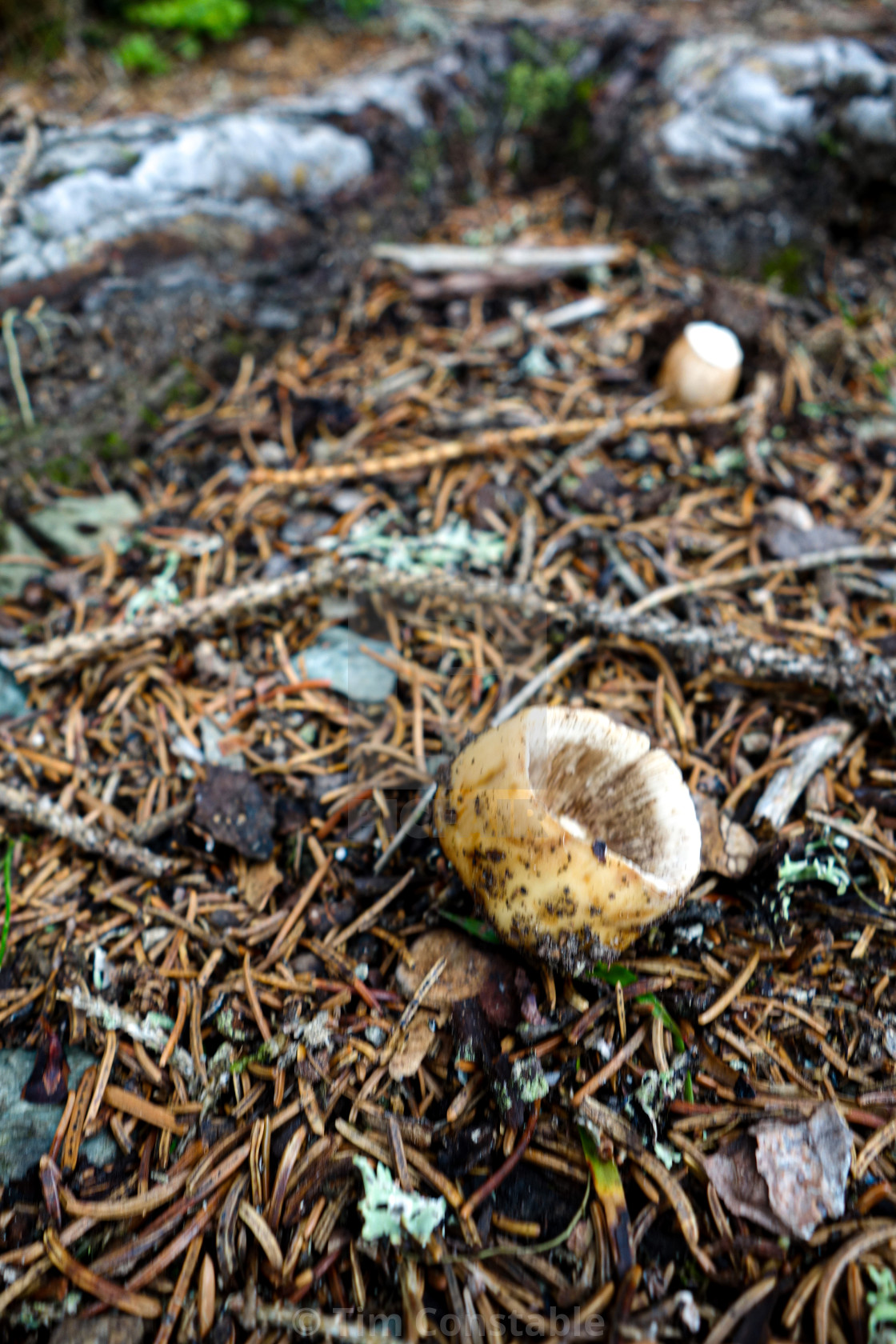 "The forest floor" stock image