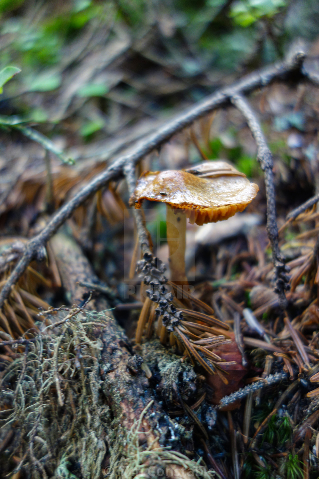 "Let's go foraging" stock image