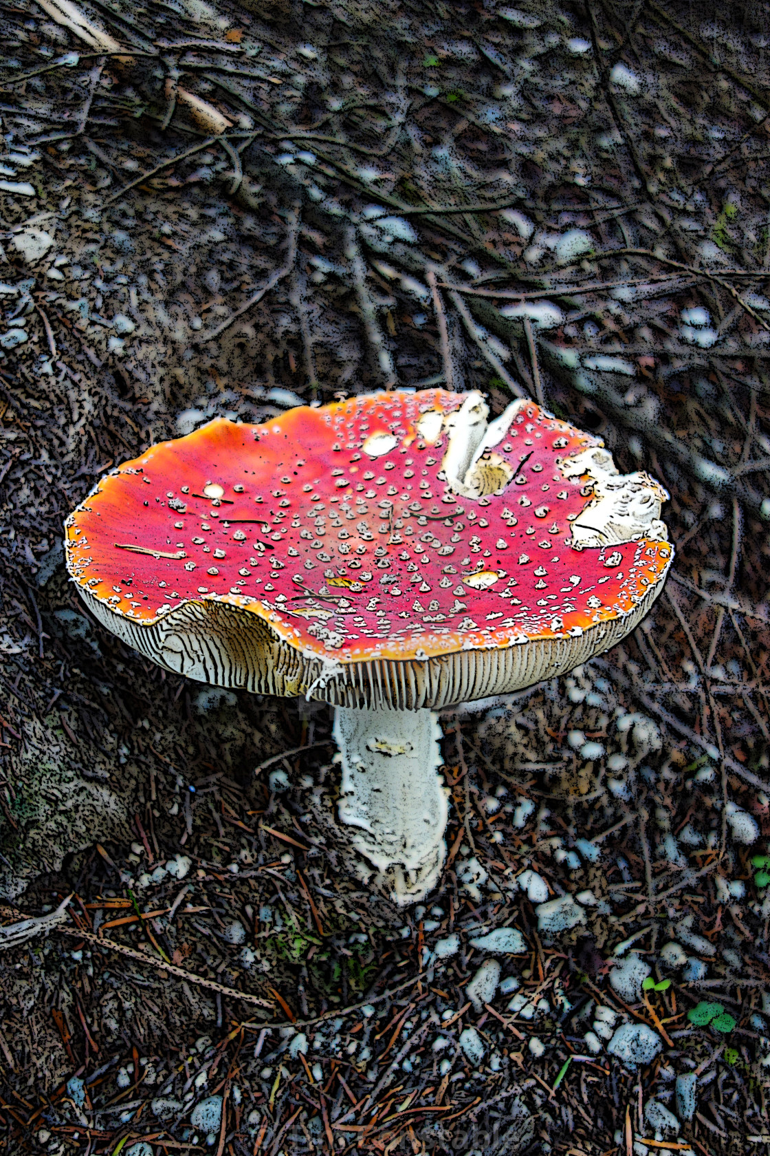 "Red Toadstool" stock image