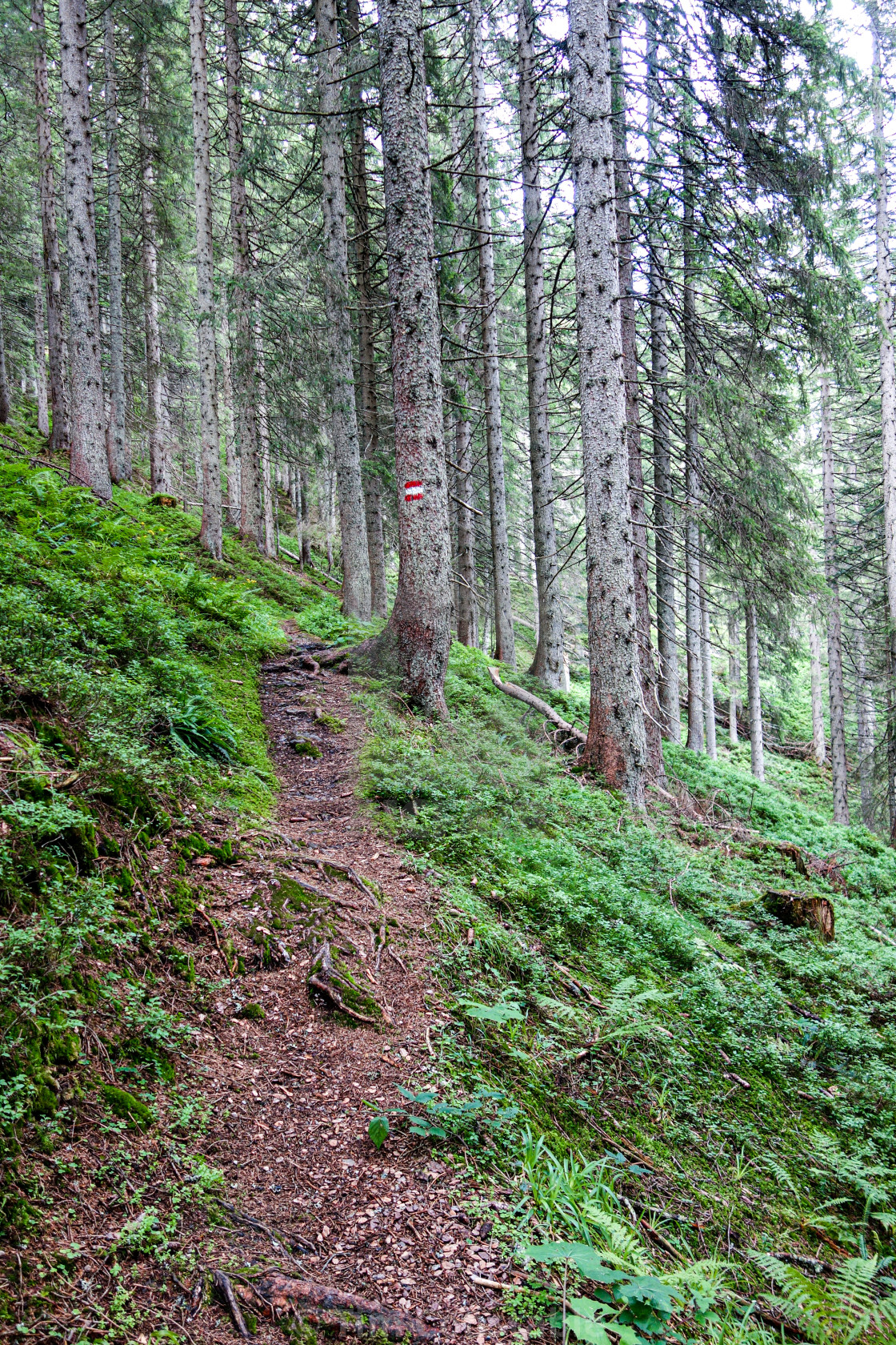 "A walk in the woods" stock image