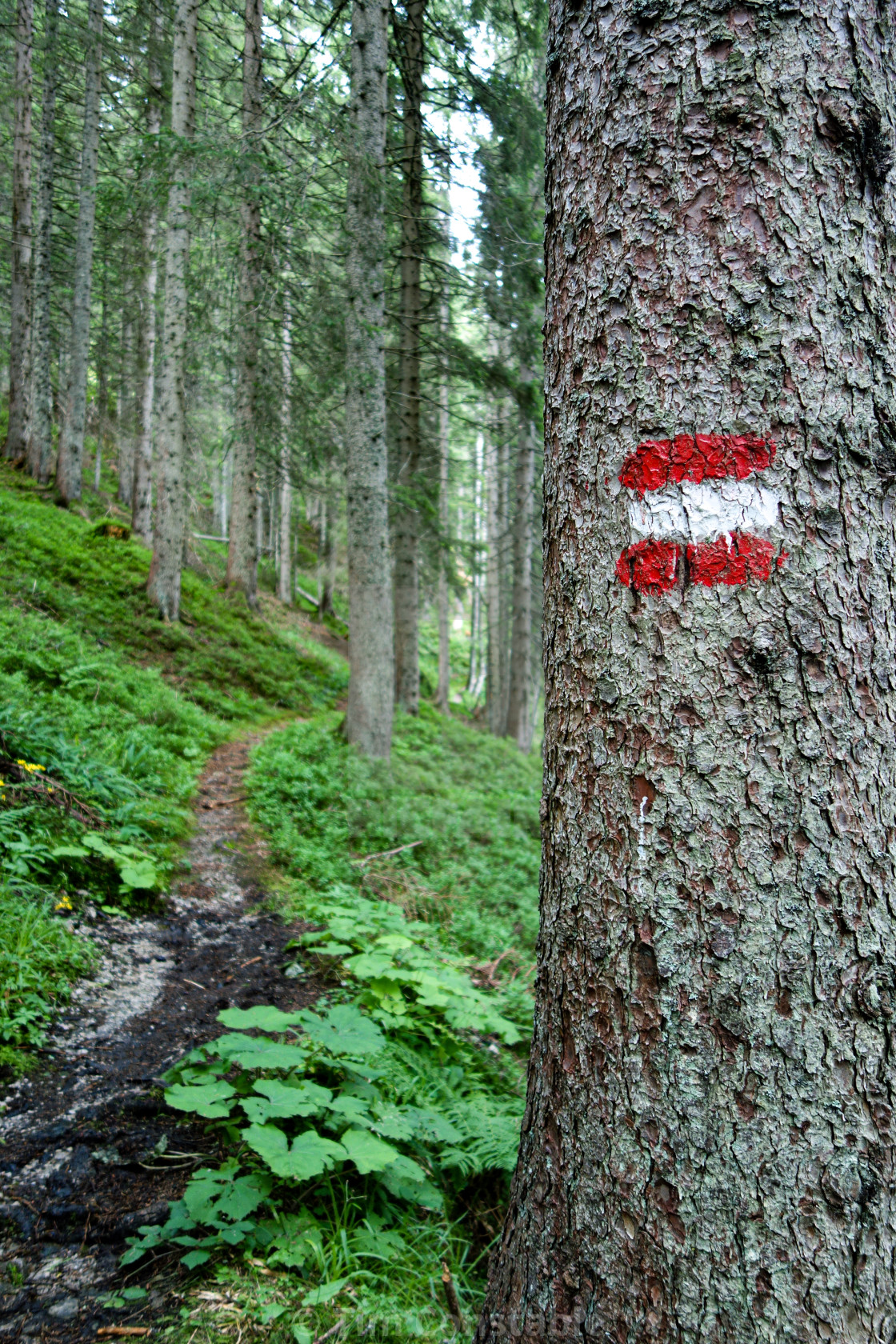 "The path less travelled" stock image