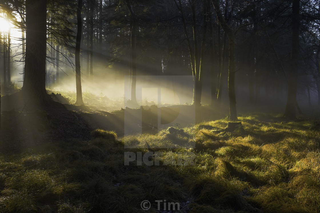 "Enchanted Forest" stock image