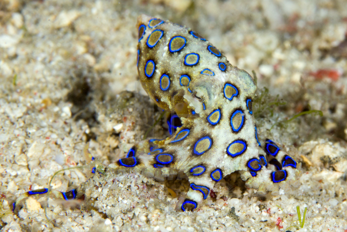 Blue-ringed Octopus - License, download or print for £30.00 ...