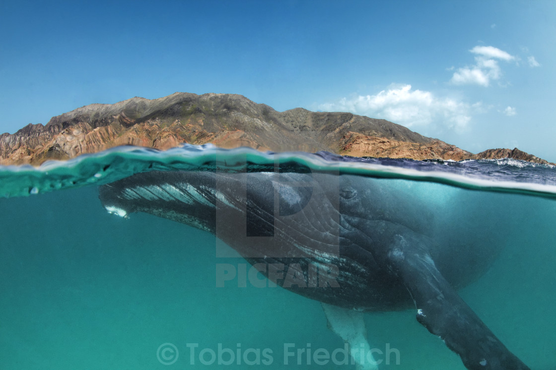 "Humpback Whale encounter" by Tobias Friedrich - $462.59 "Humpback Whale encounter" stock image