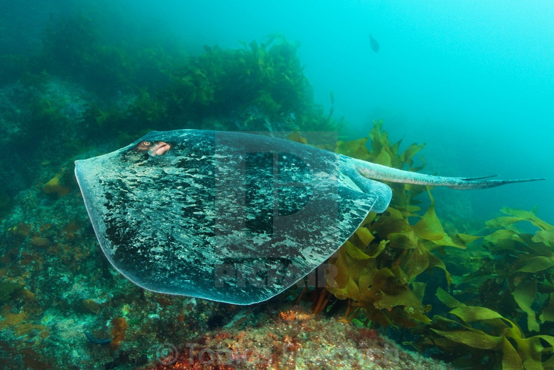 "Angry stringray" by Tobias Friedrich - $154.20 "Angry stringray" stock image