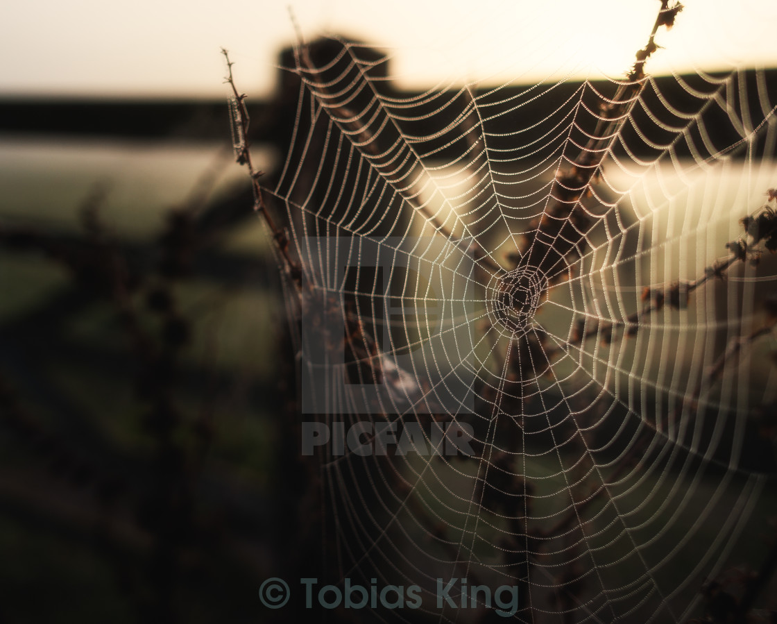 "What A Wonderful Web You Weave" stock image