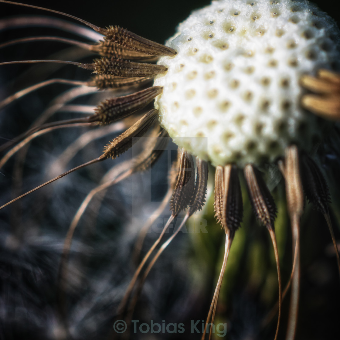 "Nature's pin cushion" stock image