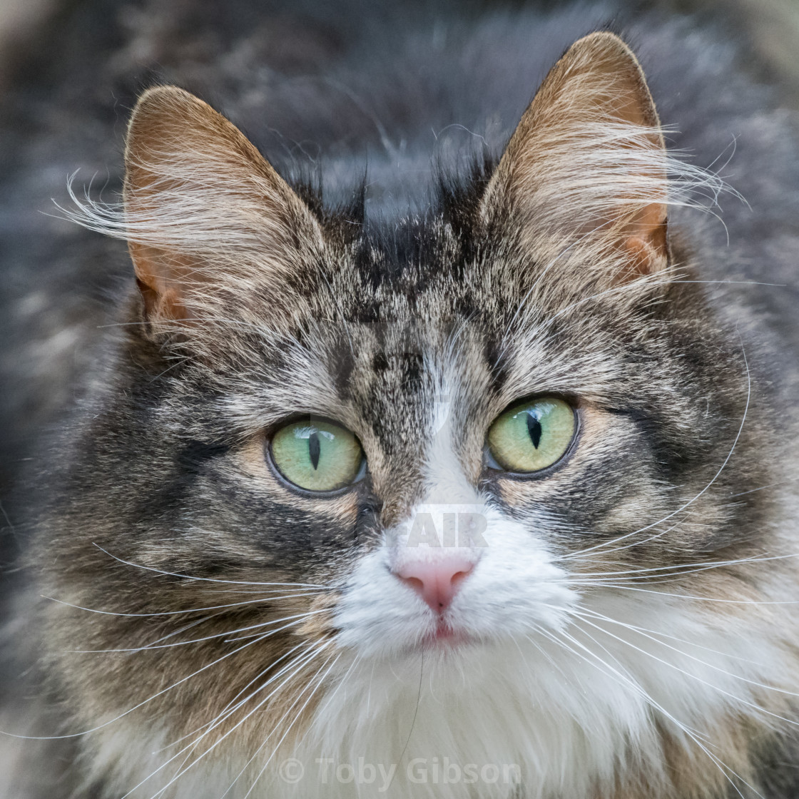 Cat Staring At Camera License Download Or Print For 10 00