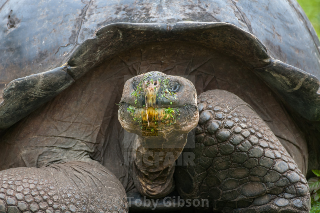 A Giant Tortoise Feeding In The Galapagos License Download Or