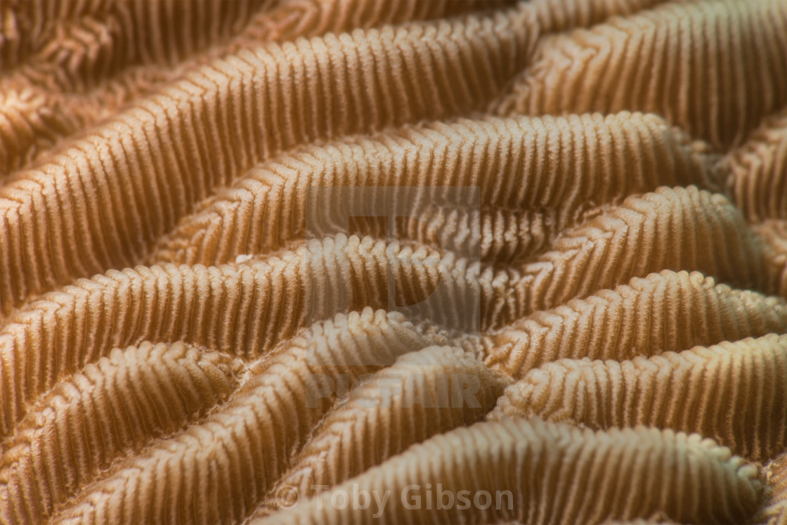 Pachyseris Rugosa Coral Detail License Download Or Print For 10 00 Photos Picfair The rugosa persisted through the permian. https www picfair com pics 07813815 pachyseris rugosa coral detail