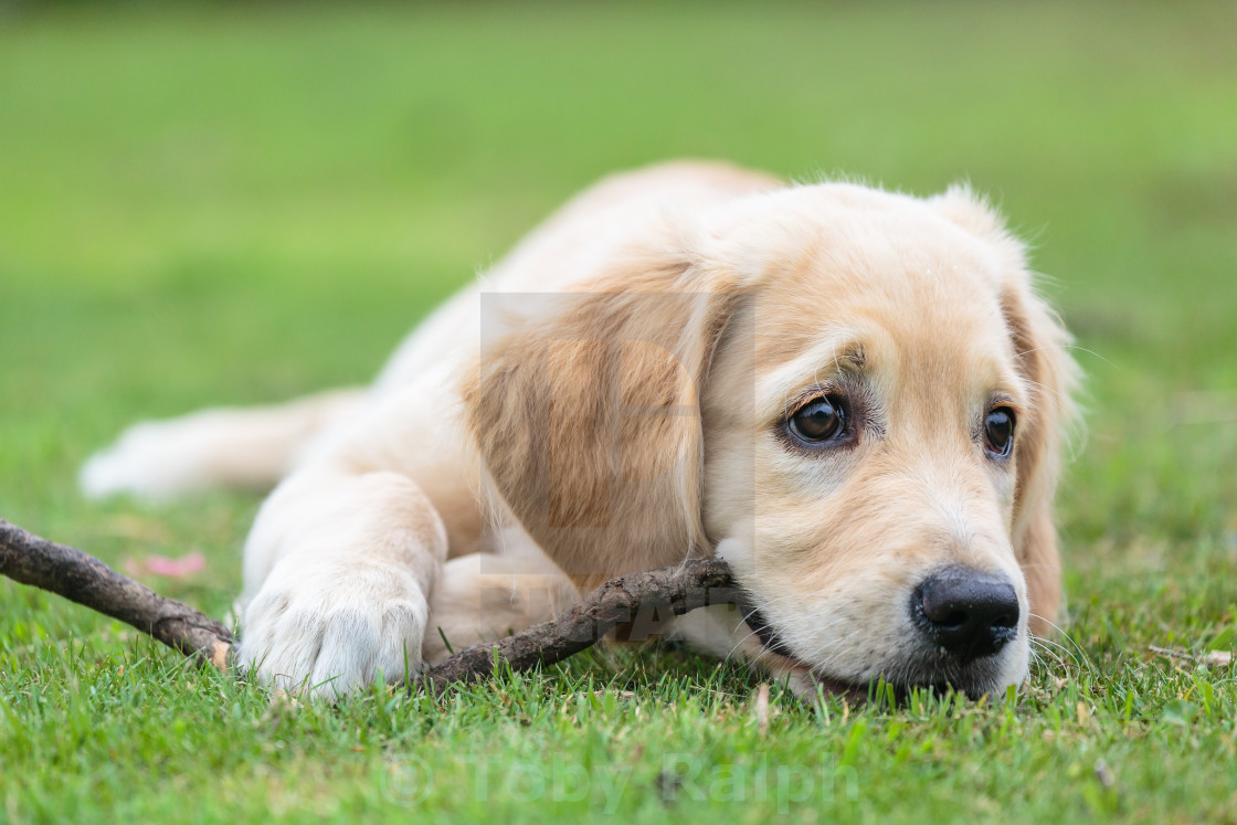 Golden Retriever Puppy License Download Or Print For 12 39 Photos Picfair