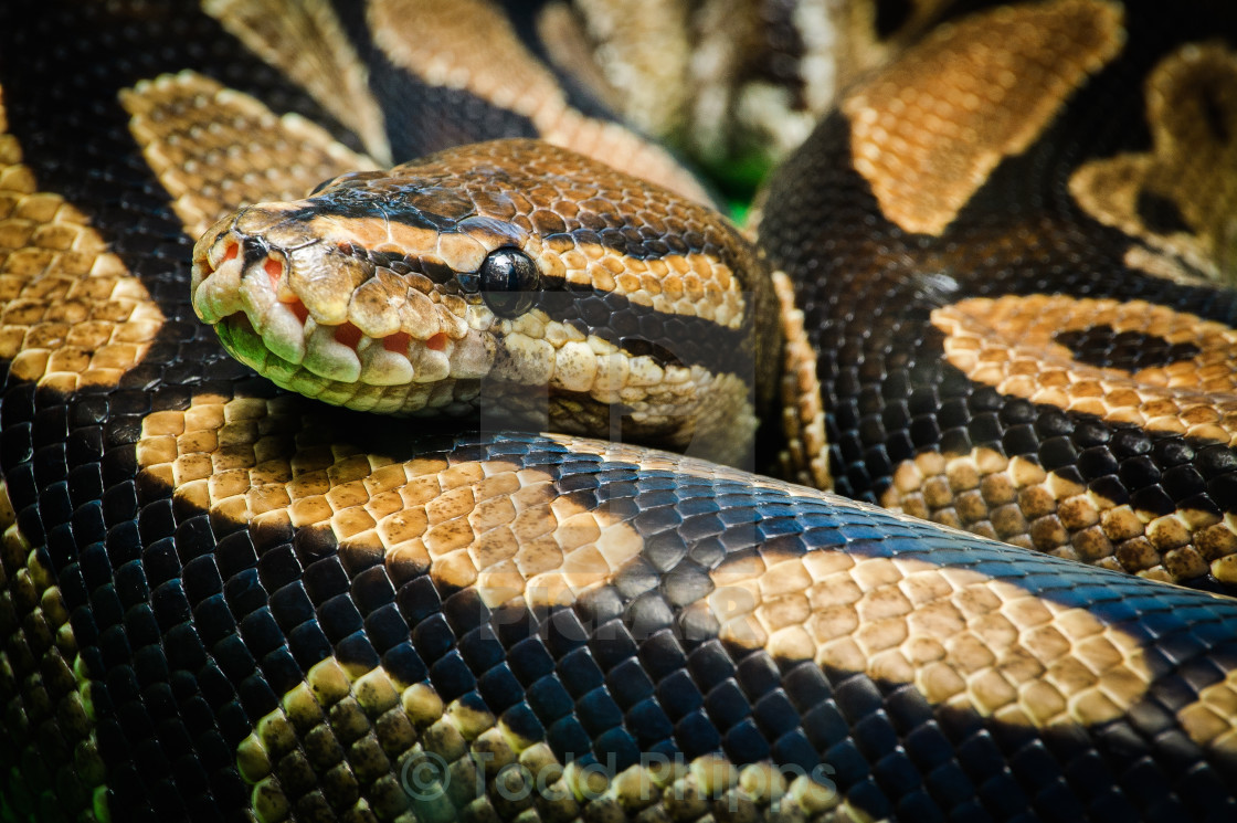 "Ball Python" stock image