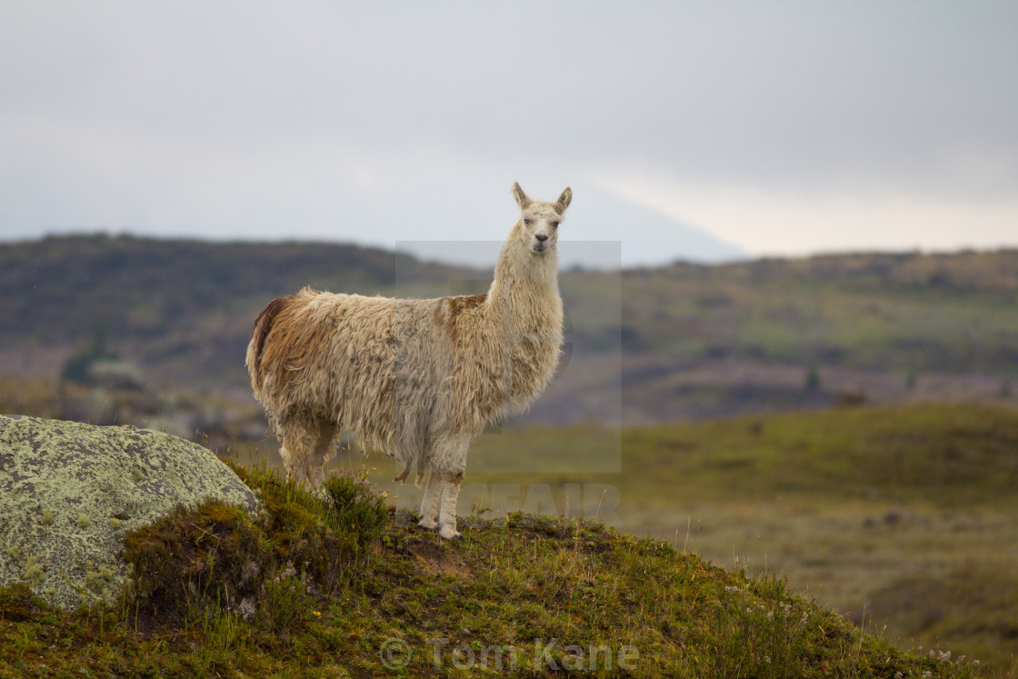 An Alpaca Was Captured Roaming Around At Cotopaxi National Park In