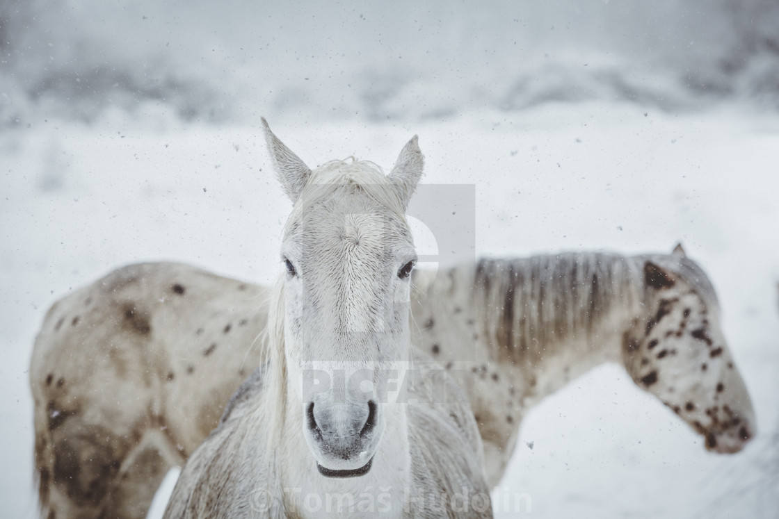 "Horses in winter" stock image