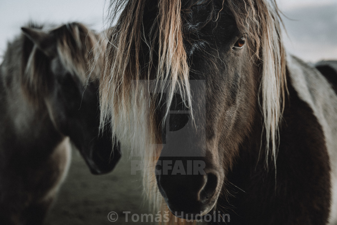 "Close up straight look of horse with the white mane and with another one in background" stock image