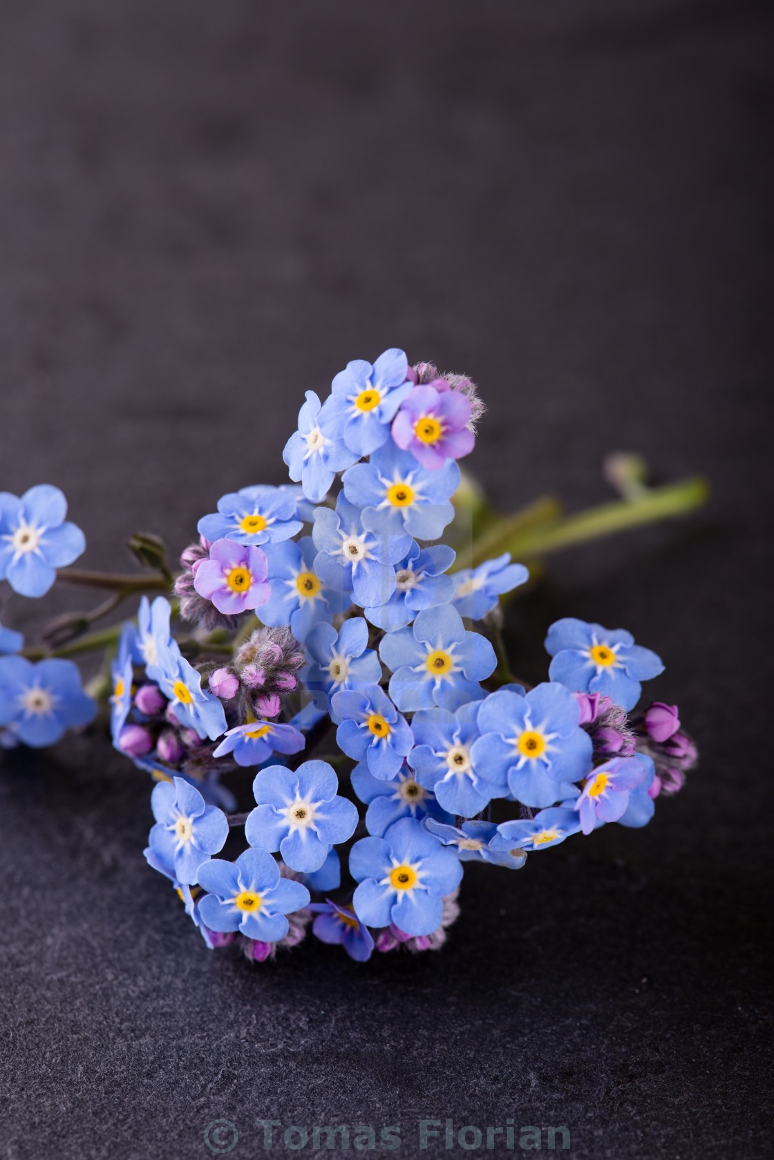 Several Blue Blooms And Purple Buds Of Myosotis Forget Me Not Flower License Download Or Print For 3 72 Photos Picfair