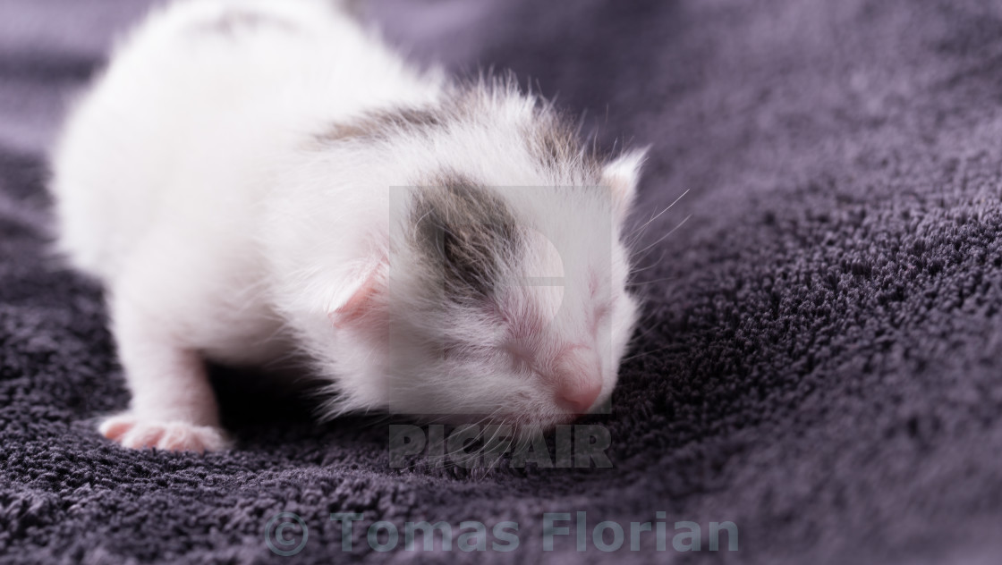 One Day Old White Cat With Tabby Spots Rests License Download