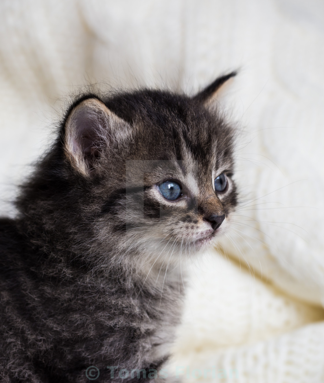 names for a blue tabby cat