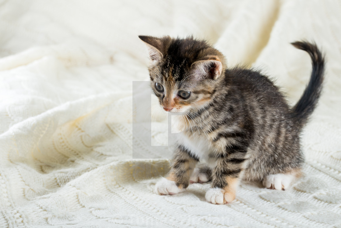 Portrait Of Tabby Kitten With Few Red Spots And White Chest And