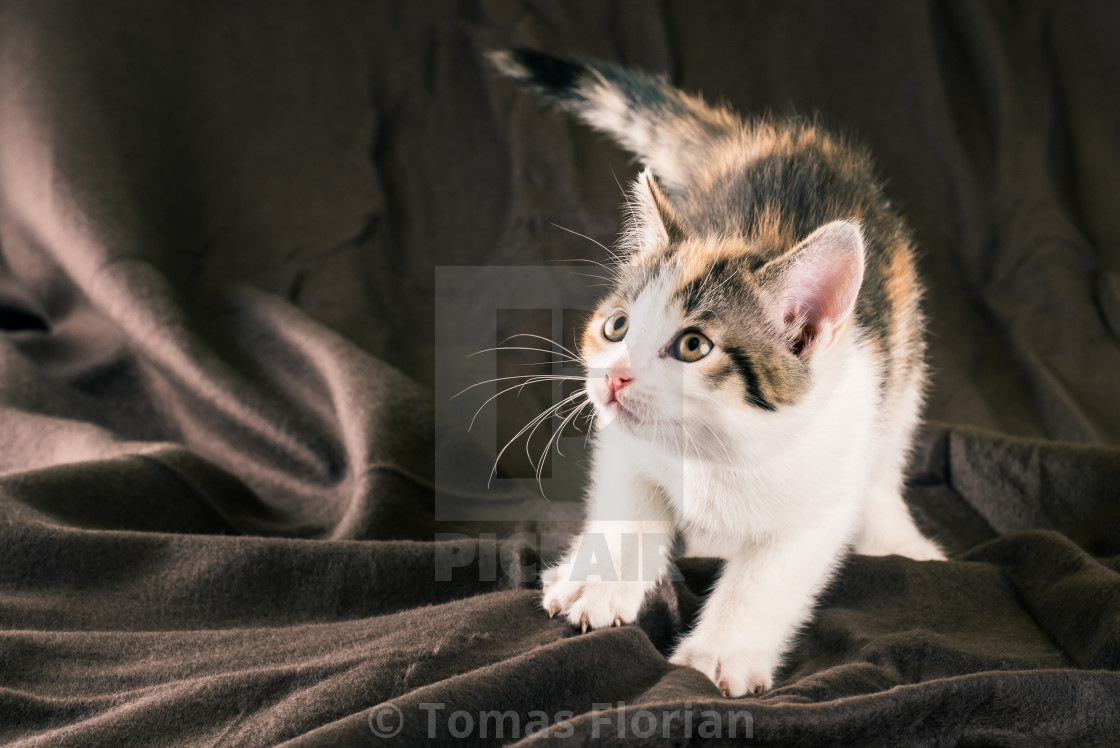 Portrait Of White Kitten With Black And Red Spots On Brown Carpet